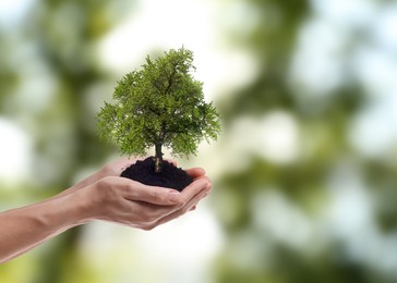 Image of Environment and ecology concept. Woman holding soil with small tree outdoors, closeup