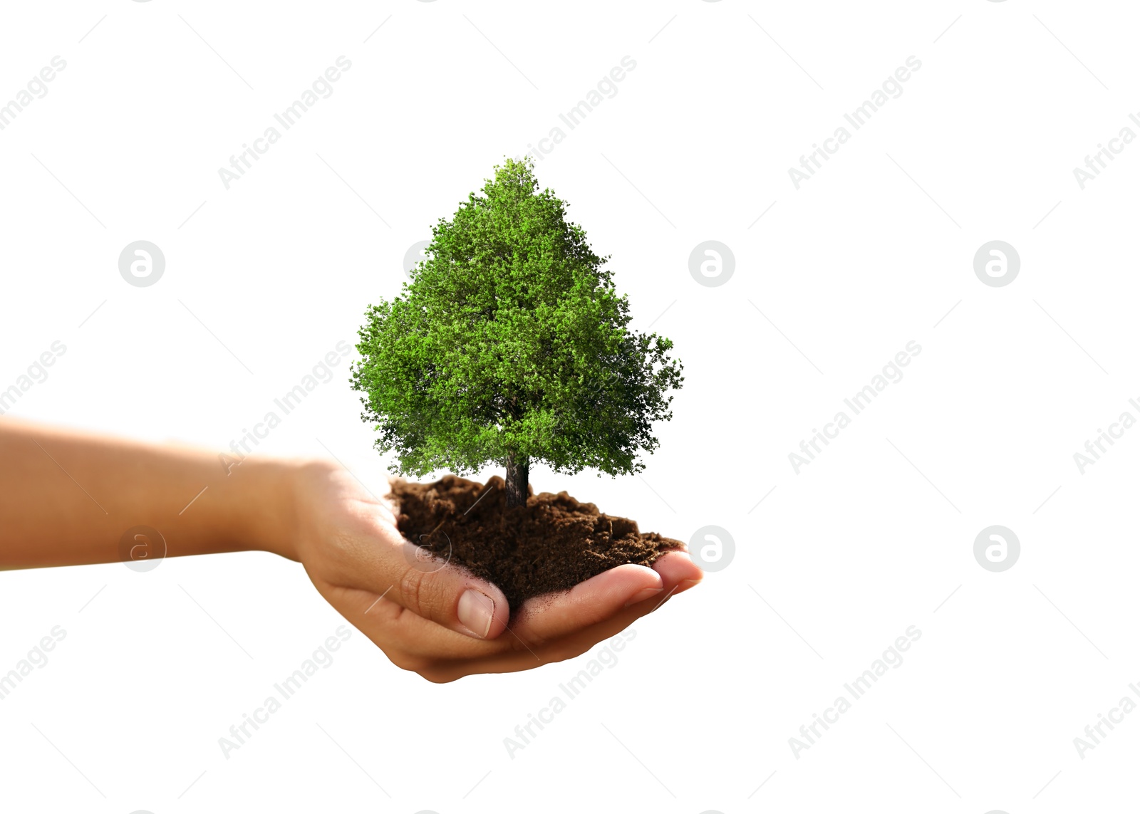 Image of Environment and ecology concept. Woman holding soil with small tree on white background, closeup