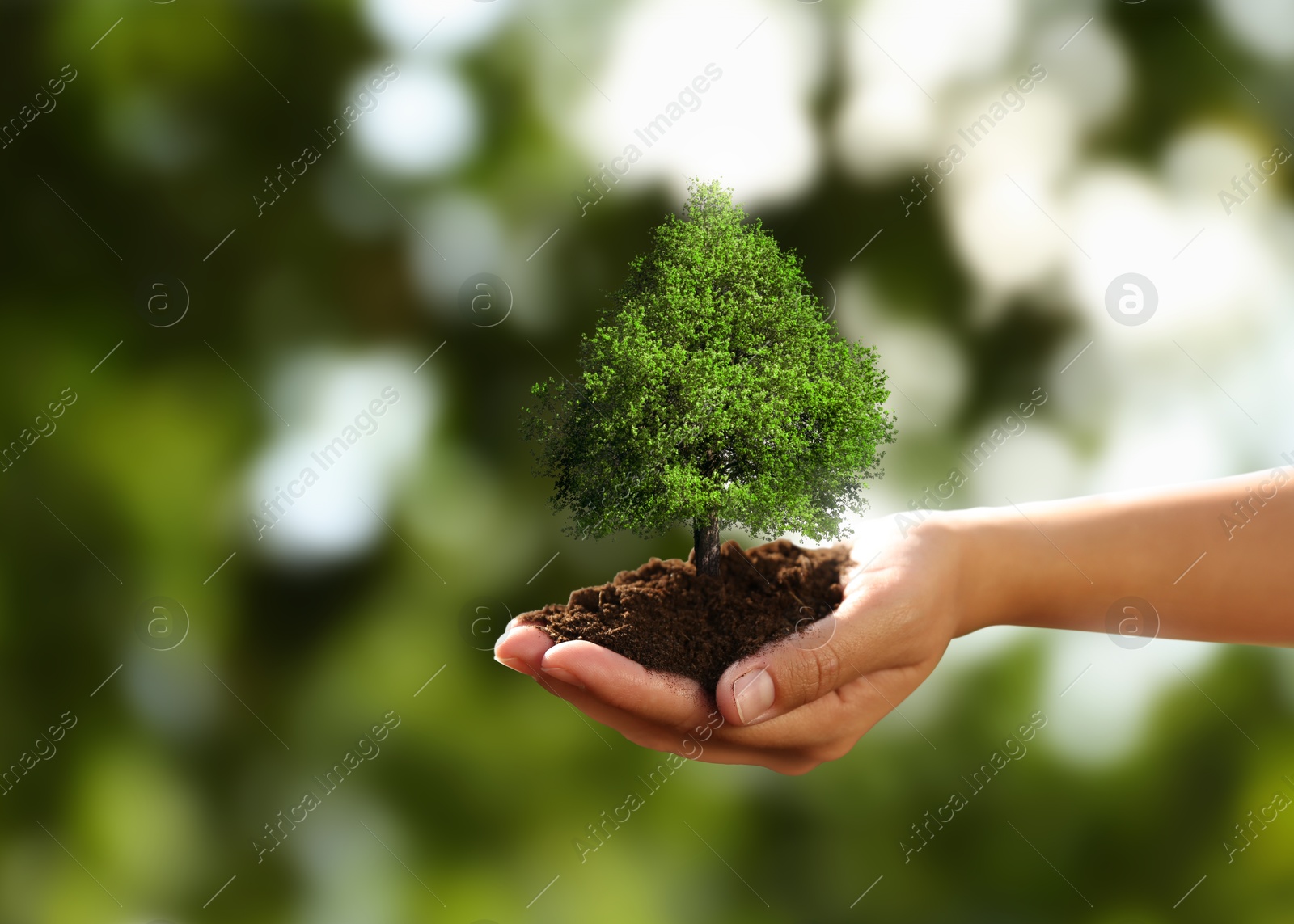 Image of Environment and ecology concept. Woman holding soil with small tree outdoors, closeup