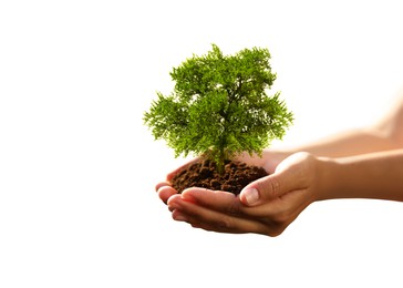 Image of Environment and ecology concept. Woman holding soil with small tree on white background, closeup