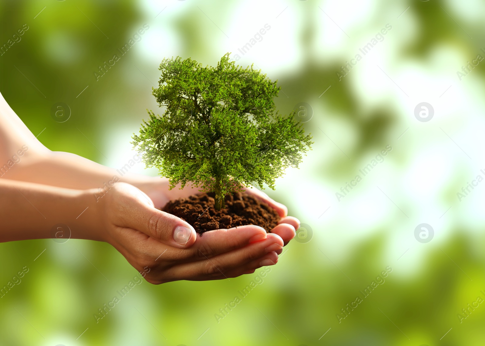 Image of Environment and ecology concept. Woman holding soil with small tree outdoors, closeup