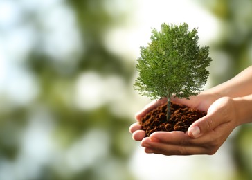 Image of Environment and ecology concept. Woman holding soil with small tree outdoors, closeup