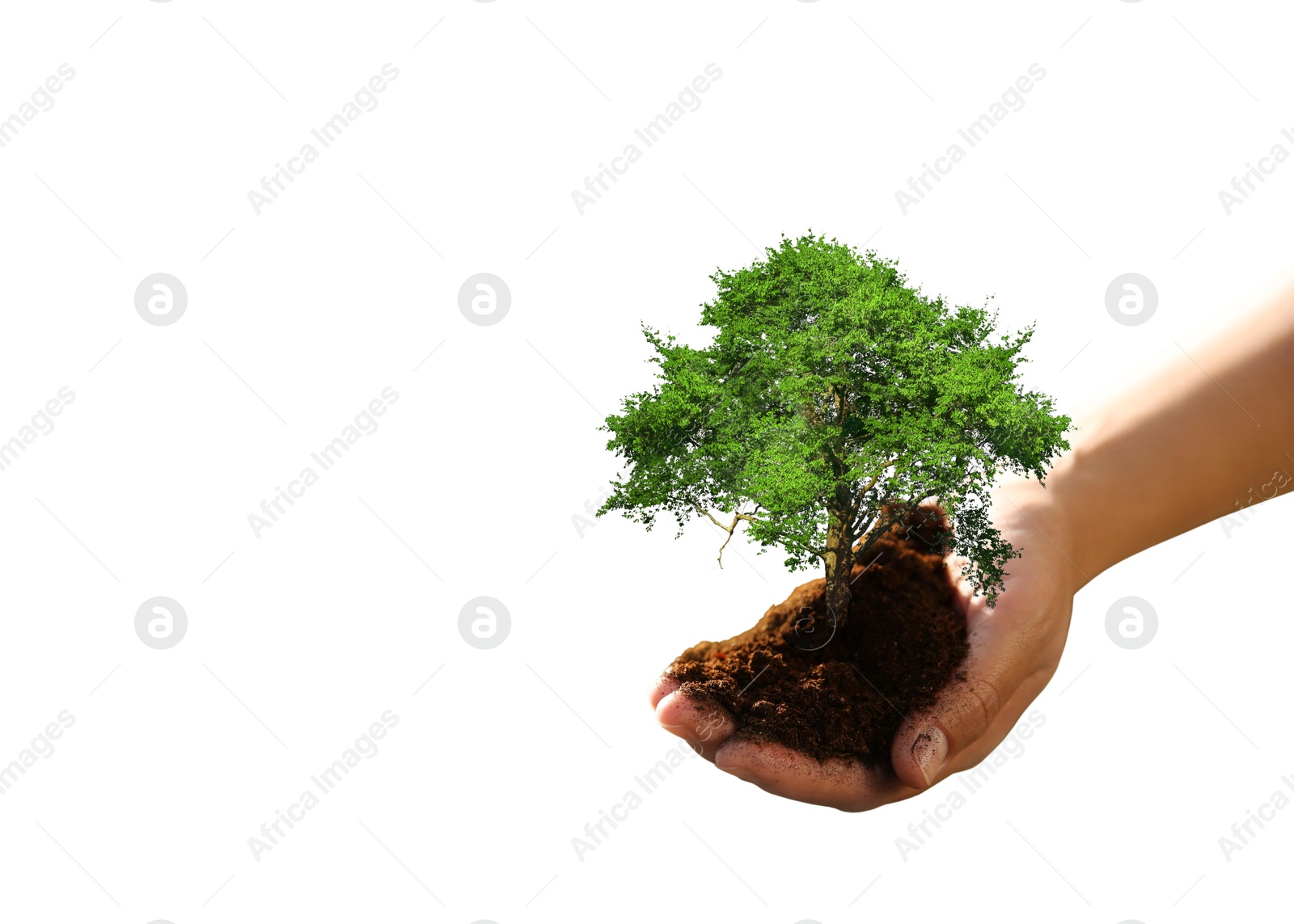 Image of Environment and ecology concept. Woman holding soil with small tree on white background, closeup