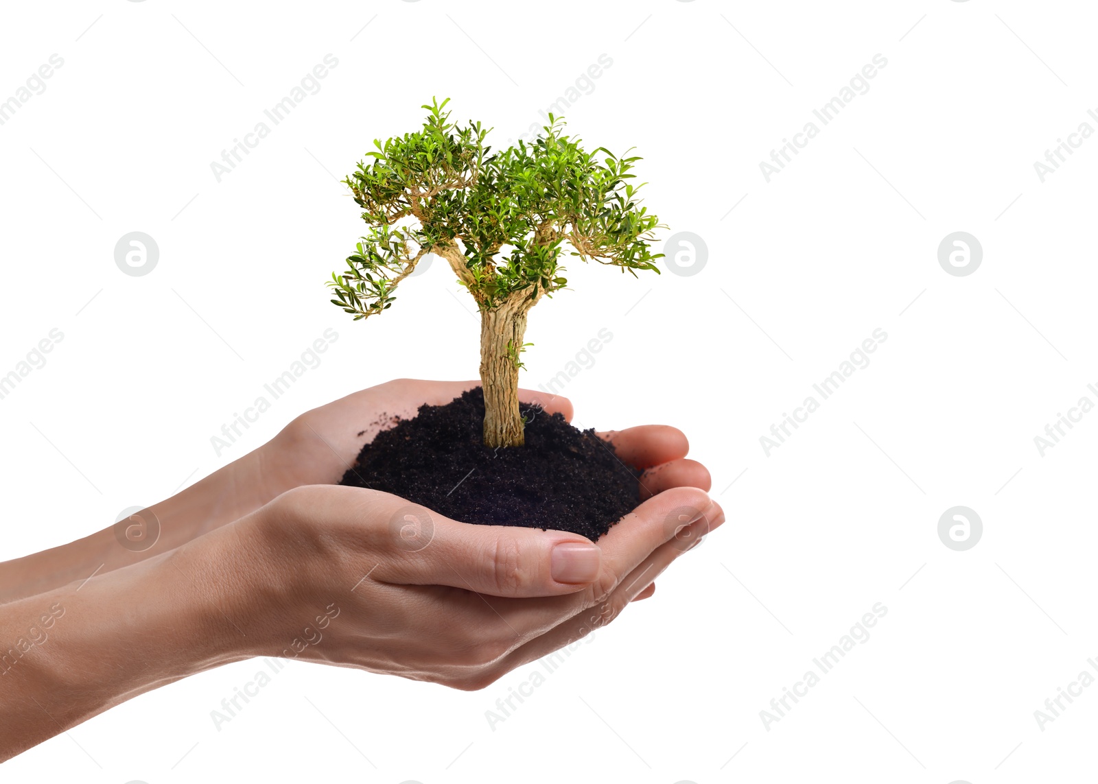 Image of Environment and ecology concept. Woman holding soil with small tree on white background, closeup