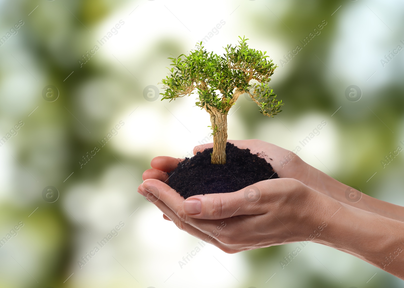 Image of Environment and ecology concept. Woman holding soil with small tree outdoors, closeup