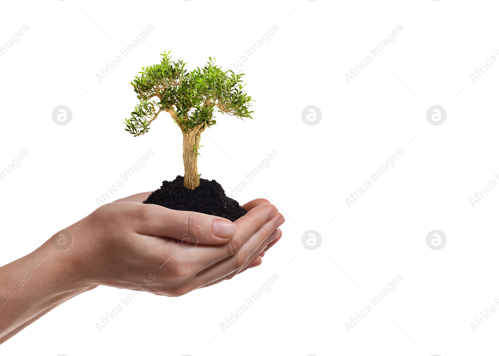 Image of Environment and ecology concept. Woman holding soil with small tree on white background, closeup