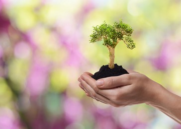 Image of Environment and ecology concept. Woman holding soil with small tree outdoors, closeup