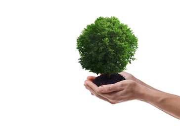 Image of Environment and ecology concept. Woman holding soil with small tree on white background, closeup