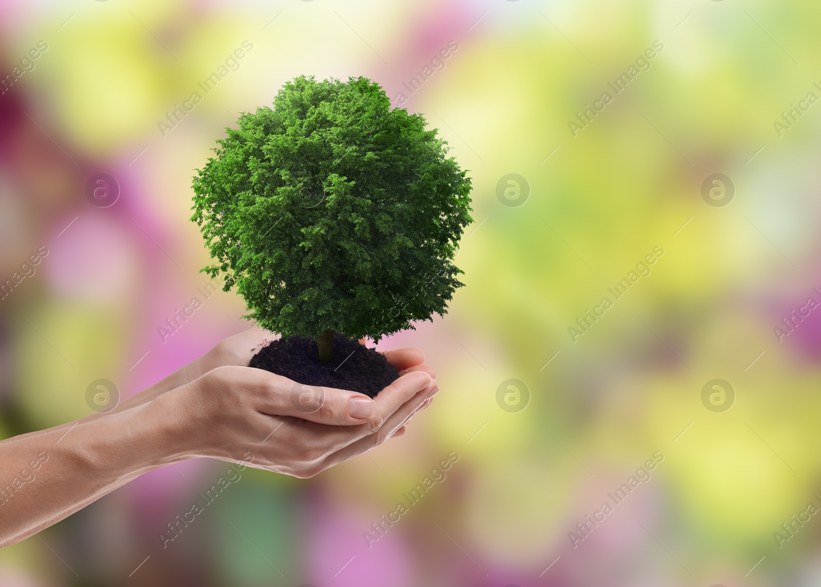 Image of Environment and ecology concept. Woman holding soil with small tree outdoors, closeup