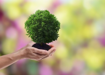 Image of Environment and ecology concept. Woman holding soil with small tree outdoors, closeup