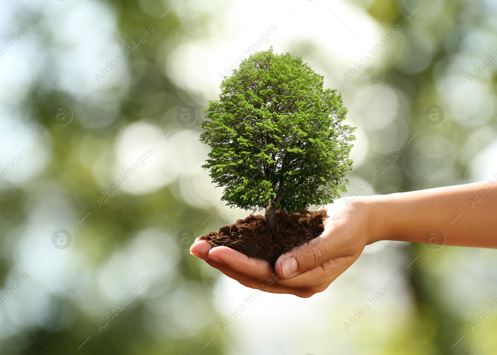 Image of Environment and ecology concept. Woman holding soil with small tree outdoors, closeup