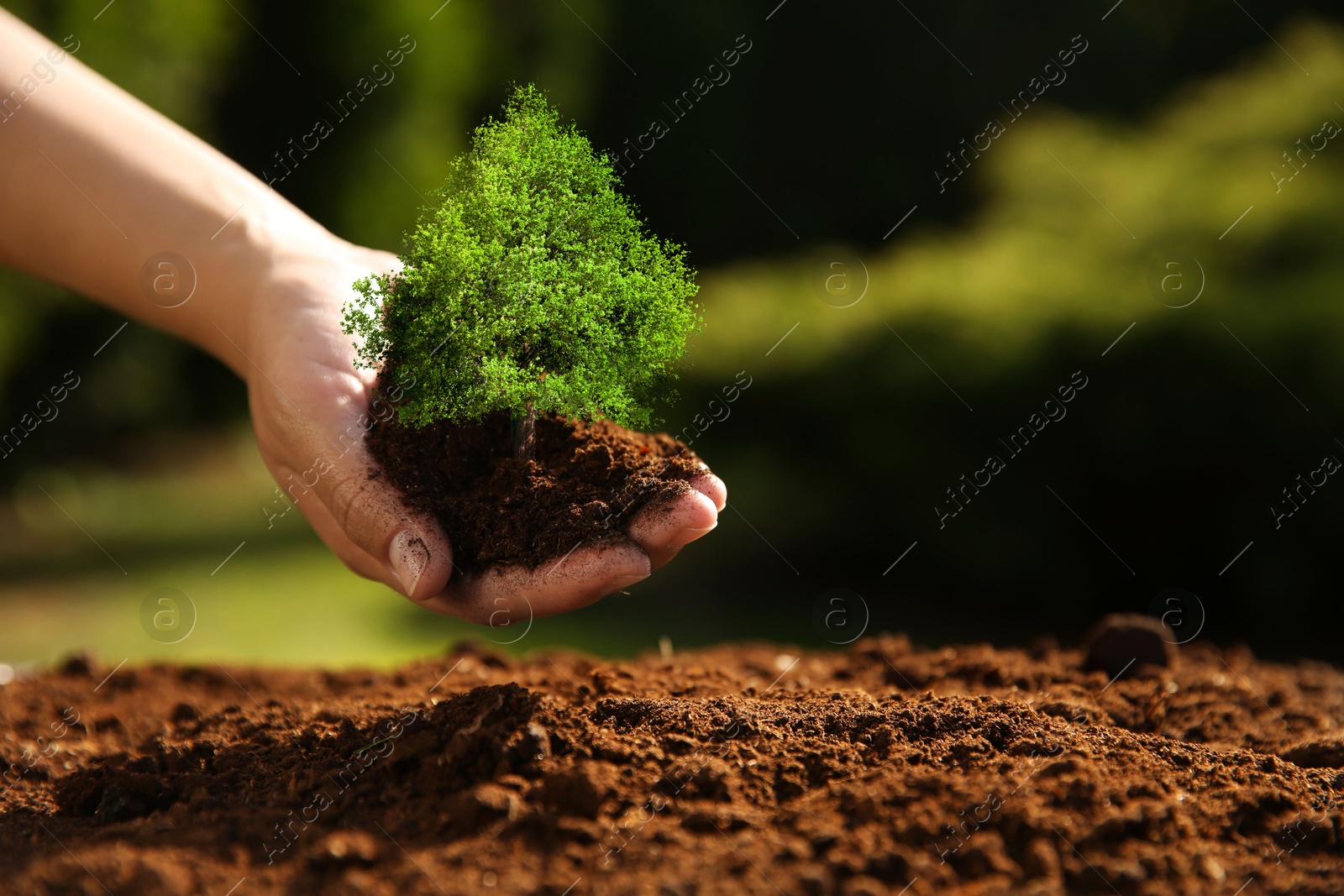 Image of Environment and ecology concept. Woman holding soil with small tree outdoors, closeup