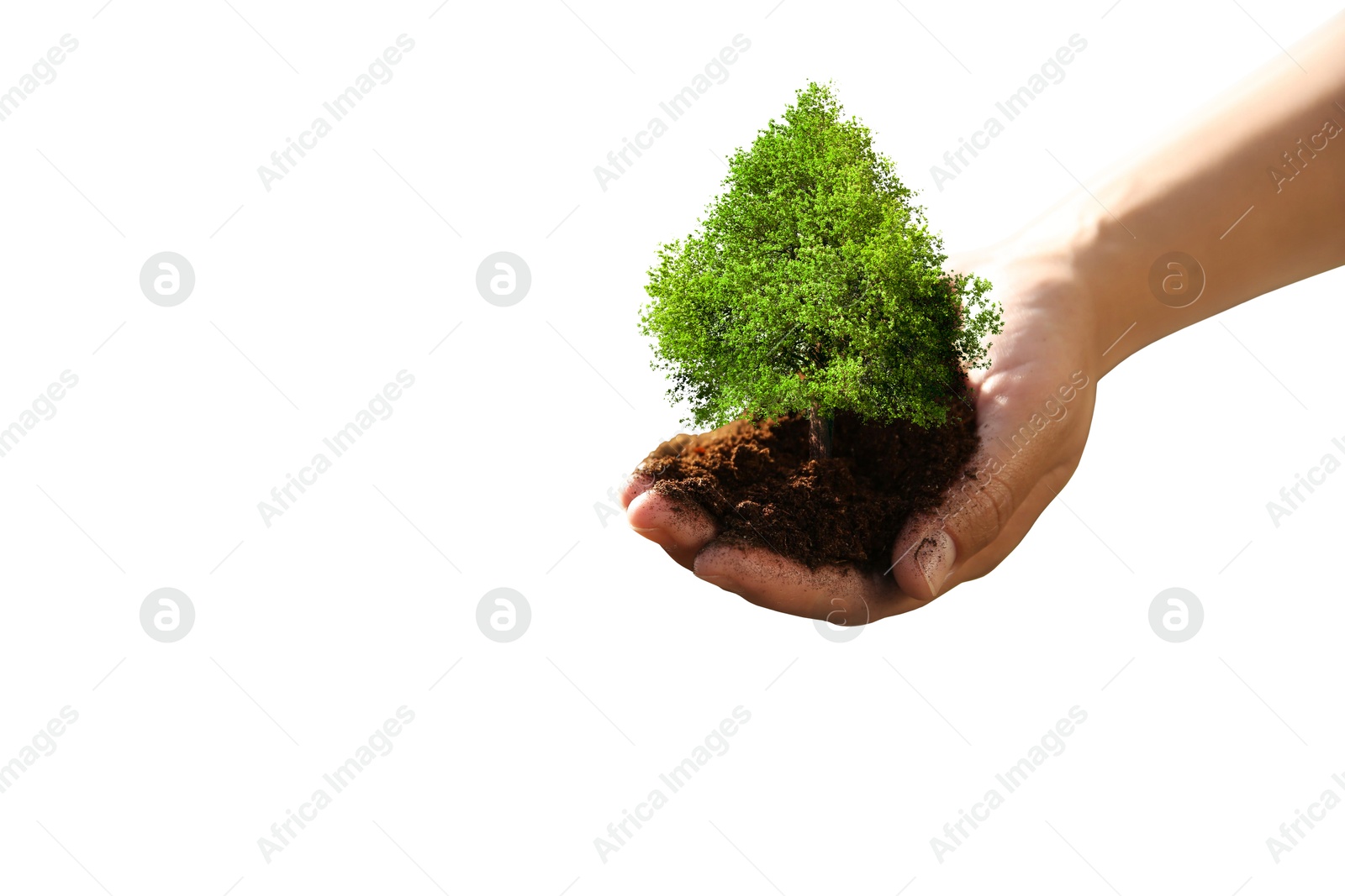 Image of Environment and ecology concept. Woman holding soil with small tree on white background, closeup