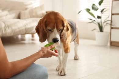 Photo of Owner giving toy to cute dog at home, closeup. Playing with pet