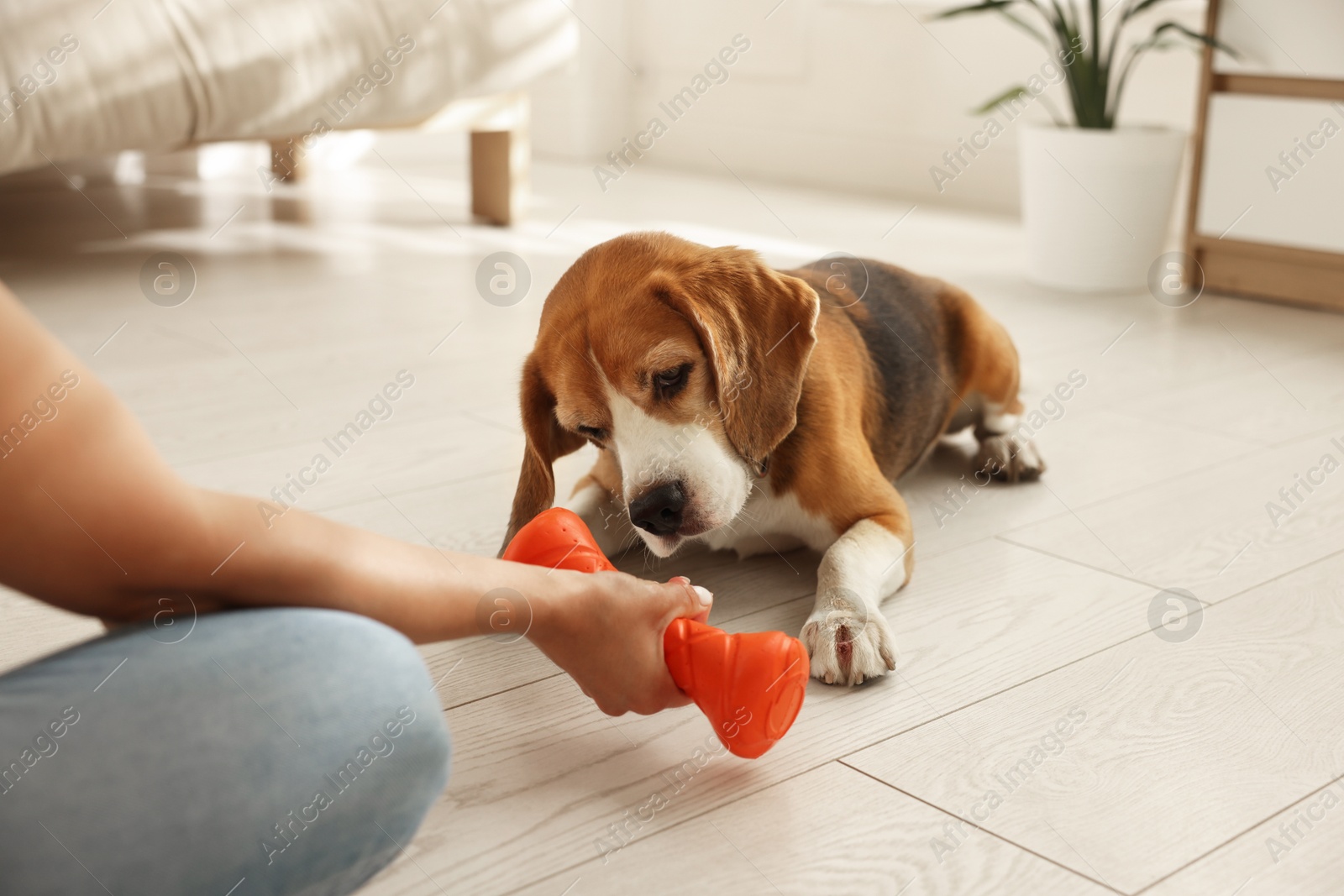 Photo of Owner giving toy to cute dog at home, closeup. Playing with pet