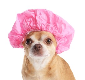 Photo of Cute funny dog in pink shower cap on white background