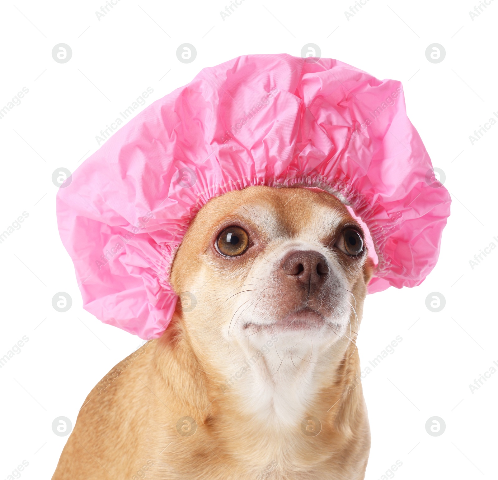 Photo of Cute funny dog in pink shower cap on white background