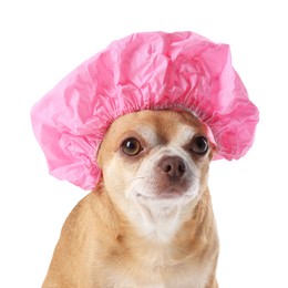 Photo of Cute funny dog in pink shower cap on white background