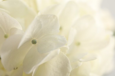 Photo of Beautiful white hydrangea flower as background, closeup