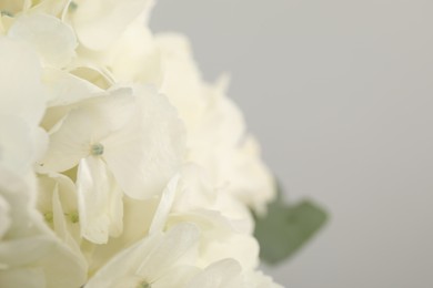 Photo of Beautiful white hydrangea flower on light background, closeup. Space for text