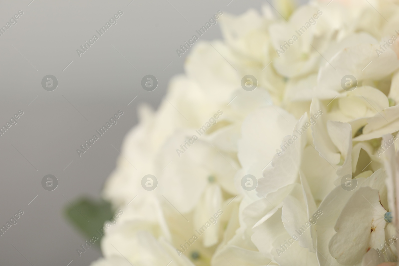 Photo of Beautiful white hydrangea flower on light background, closeup. Space for text