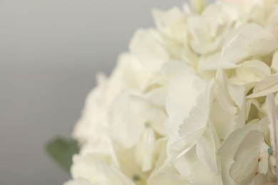 Photo of Beautiful white hydrangea flower on light background, closeup. Space for text