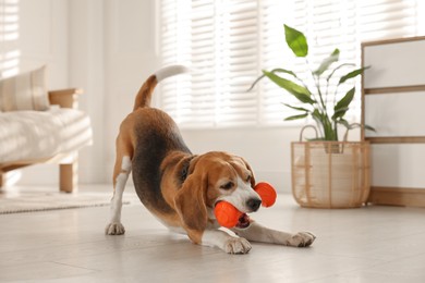 Photo of Cute dog playing with toy at home. Adorable pet