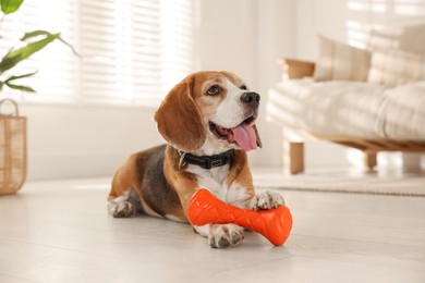 Photo of Cute dog playing with toy at home. Adorable pet