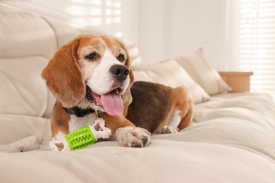 Photo of Cute dog playing with toy on sofa at home. Adorable pet