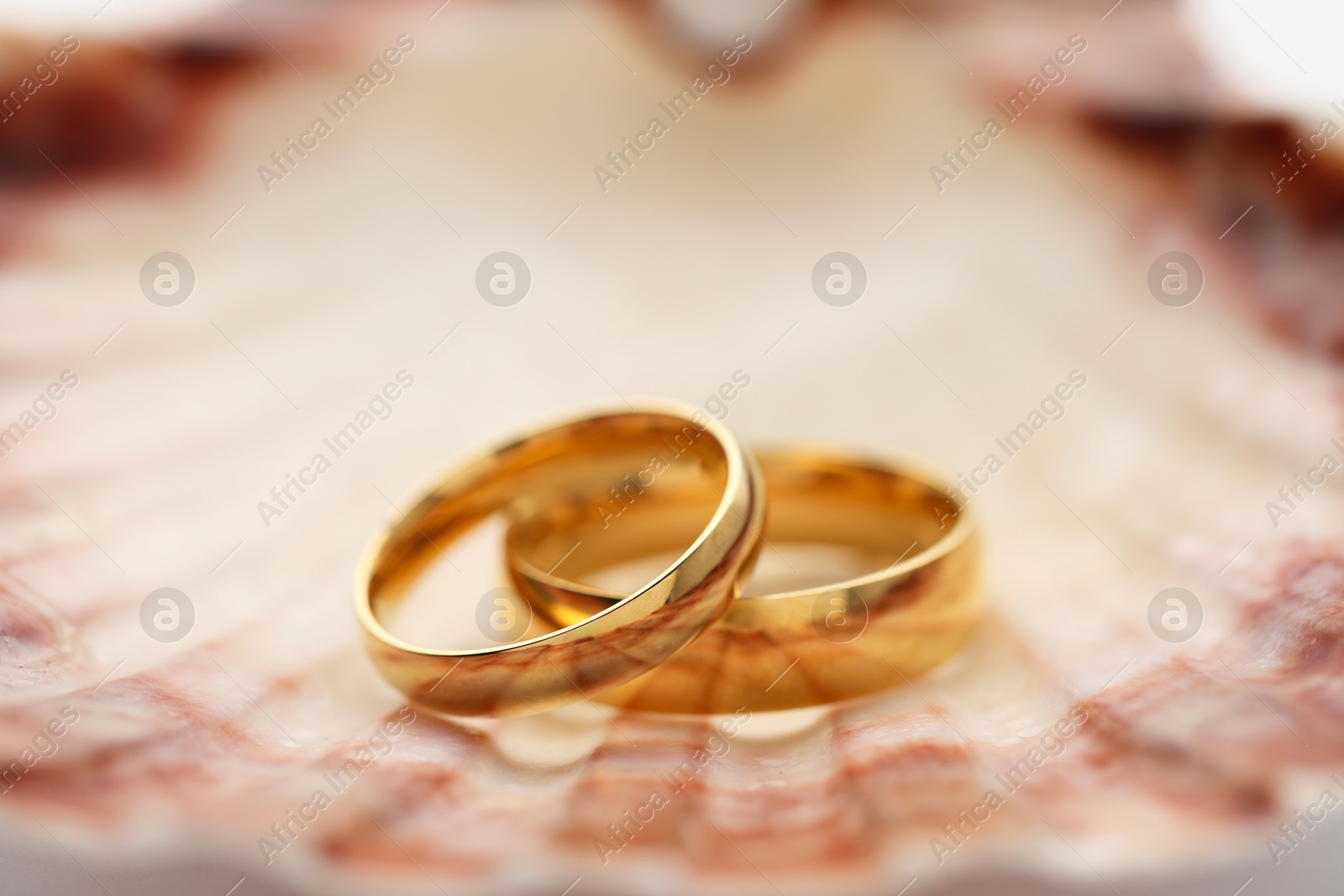 Photo of Beautiful golden wedding rings on sea shell, closeup