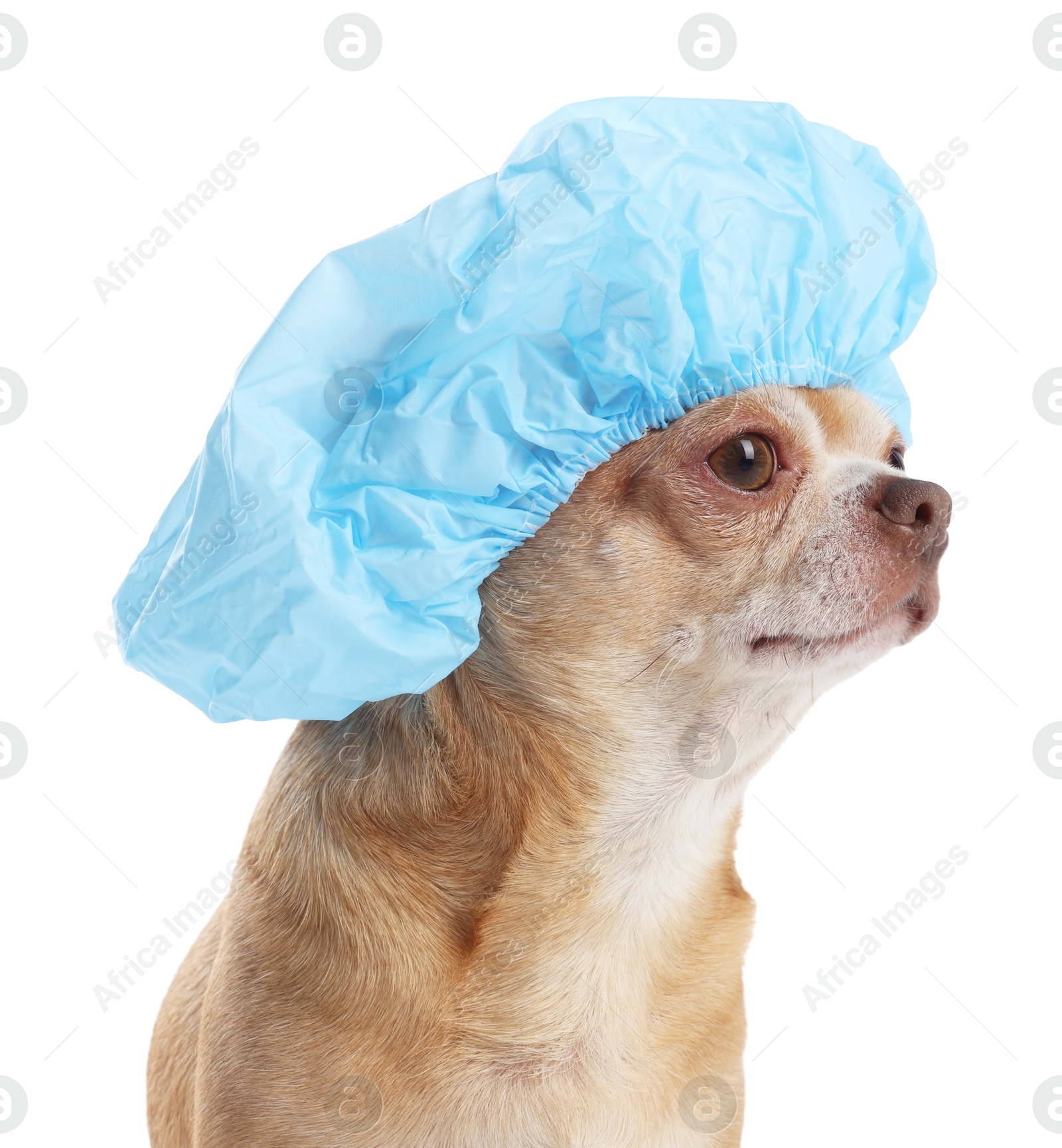 Photo of Cute funny dog in light blue shower cap on white background