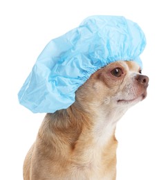 Photo of Cute funny dog in light blue shower cap on white background