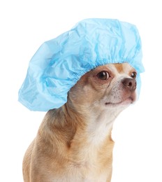 Photo of Cute funny dog in light blue shower cap on white background