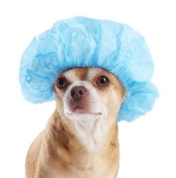 Photo of Cute funny dog in light blue shower cap on white background