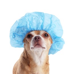 Photo of Cute funny dog in light blue shower cap on white background