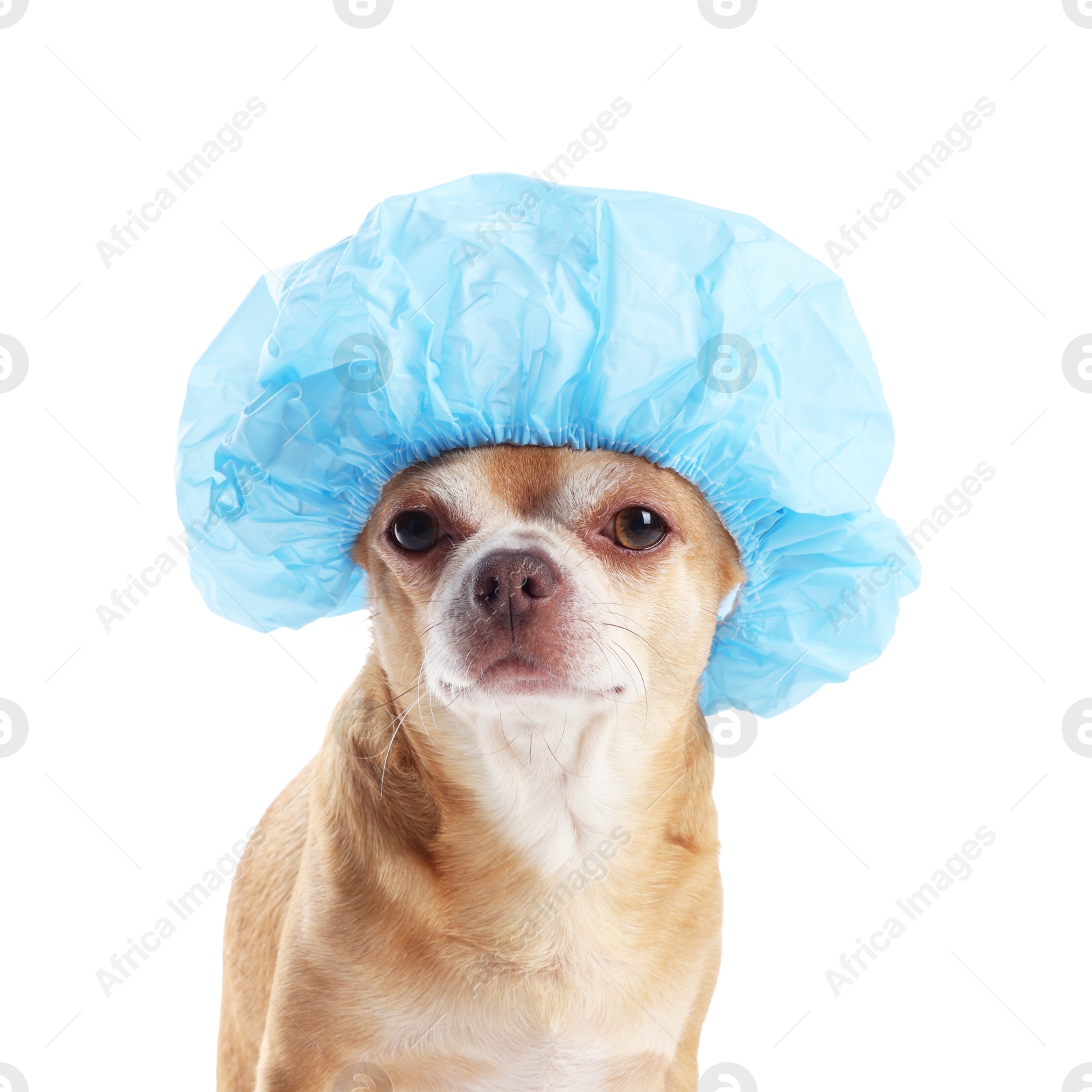 Photo of Cute funny dog in light blue shower cap on white background