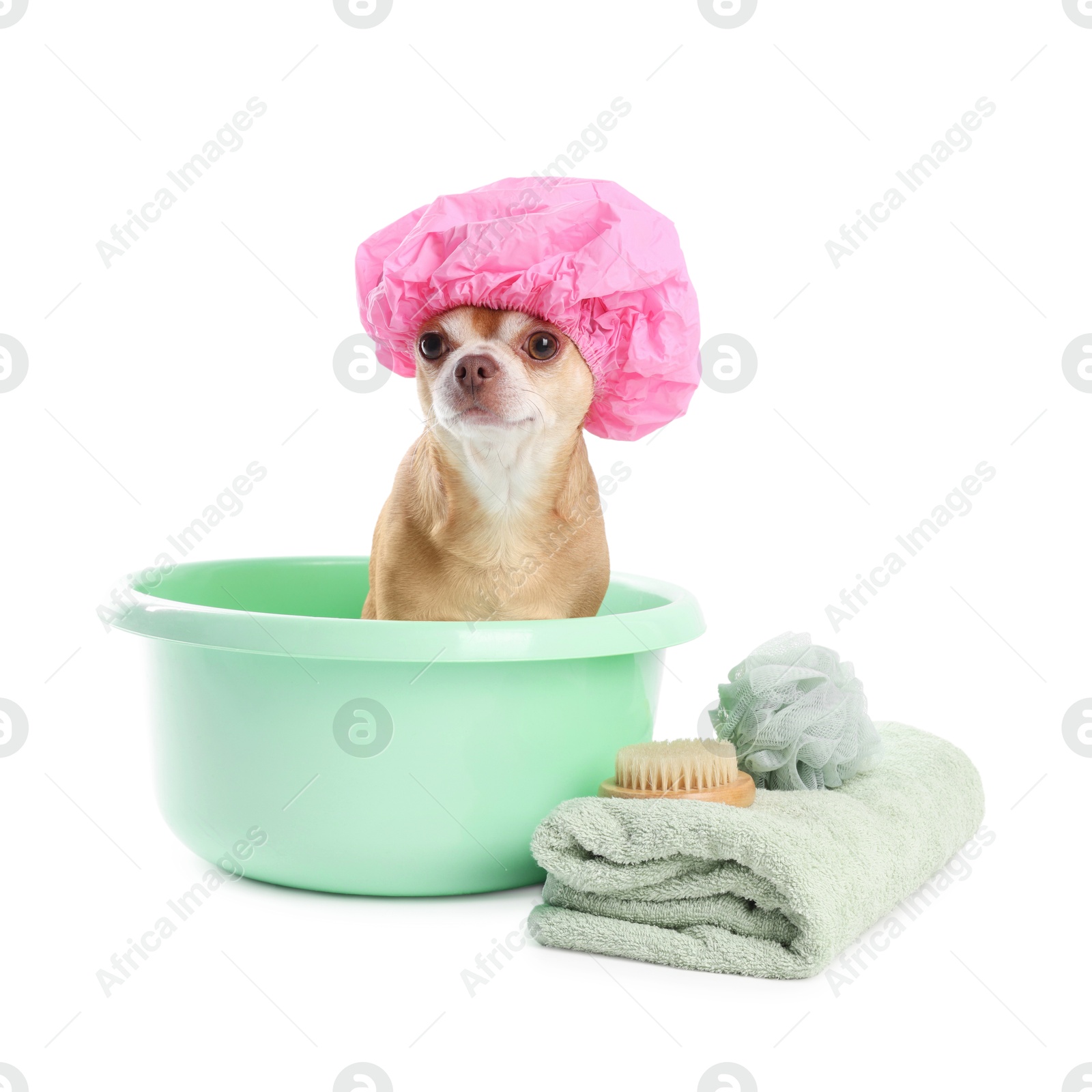 Photo of Cute funny dog with pink shower cap and different accessories for bathing on white background