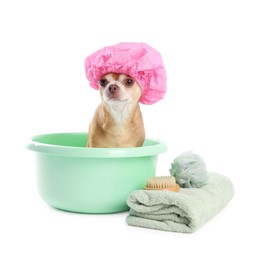 Photo of Cute funny dog with pink shower cap and different accessories for bathing on white background