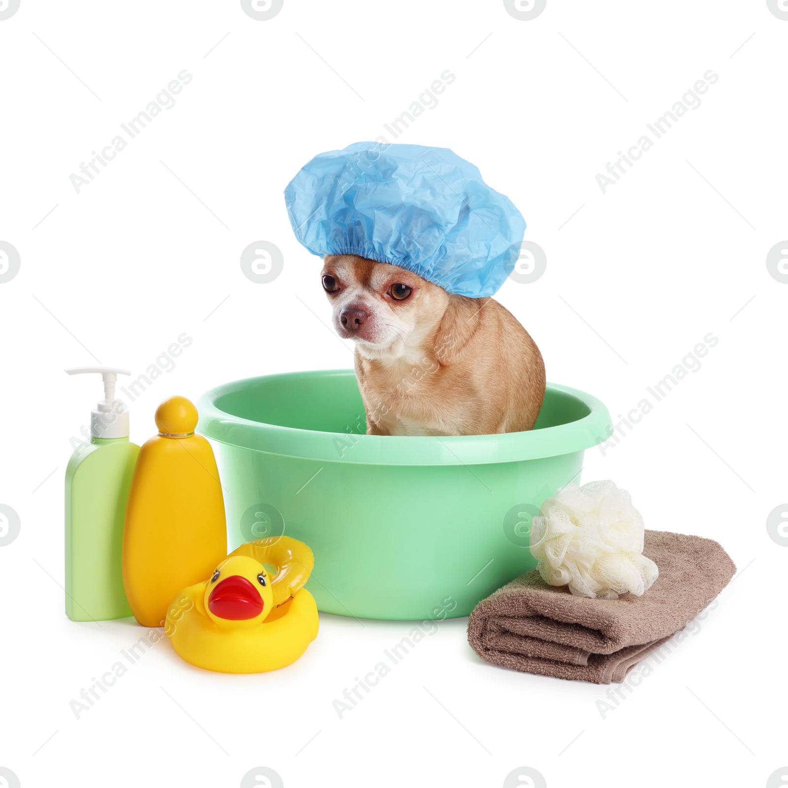 Photo of Cute funny dog with shower cap and different accessories for bathing on white background