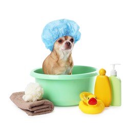 Photo of Cute funny dog with shower cap and different accessories for bathing on white background