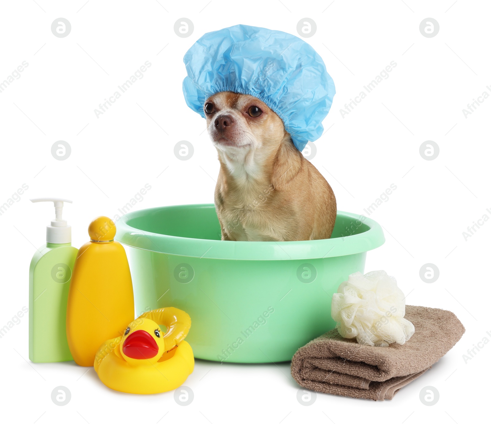 Photo of Cute funny dog with shower cap and different accessories for bathing on white background