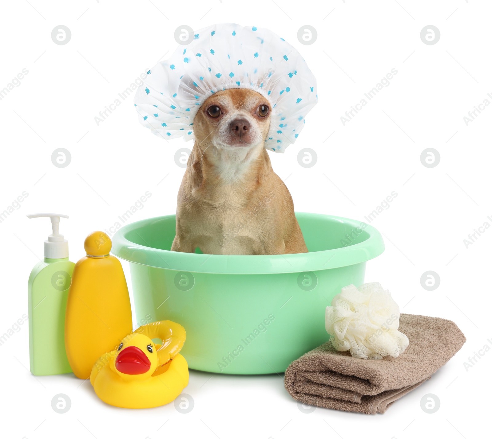 Photo of Cute funny dog with shower cap and different accessories for bathing on white background