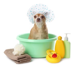 Photo of Cute funny dog with shower cap and different accessories for bathing on white background