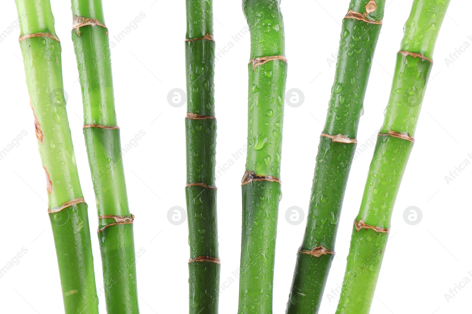 Photo of Stems of decorative bamboo plant isolated on white