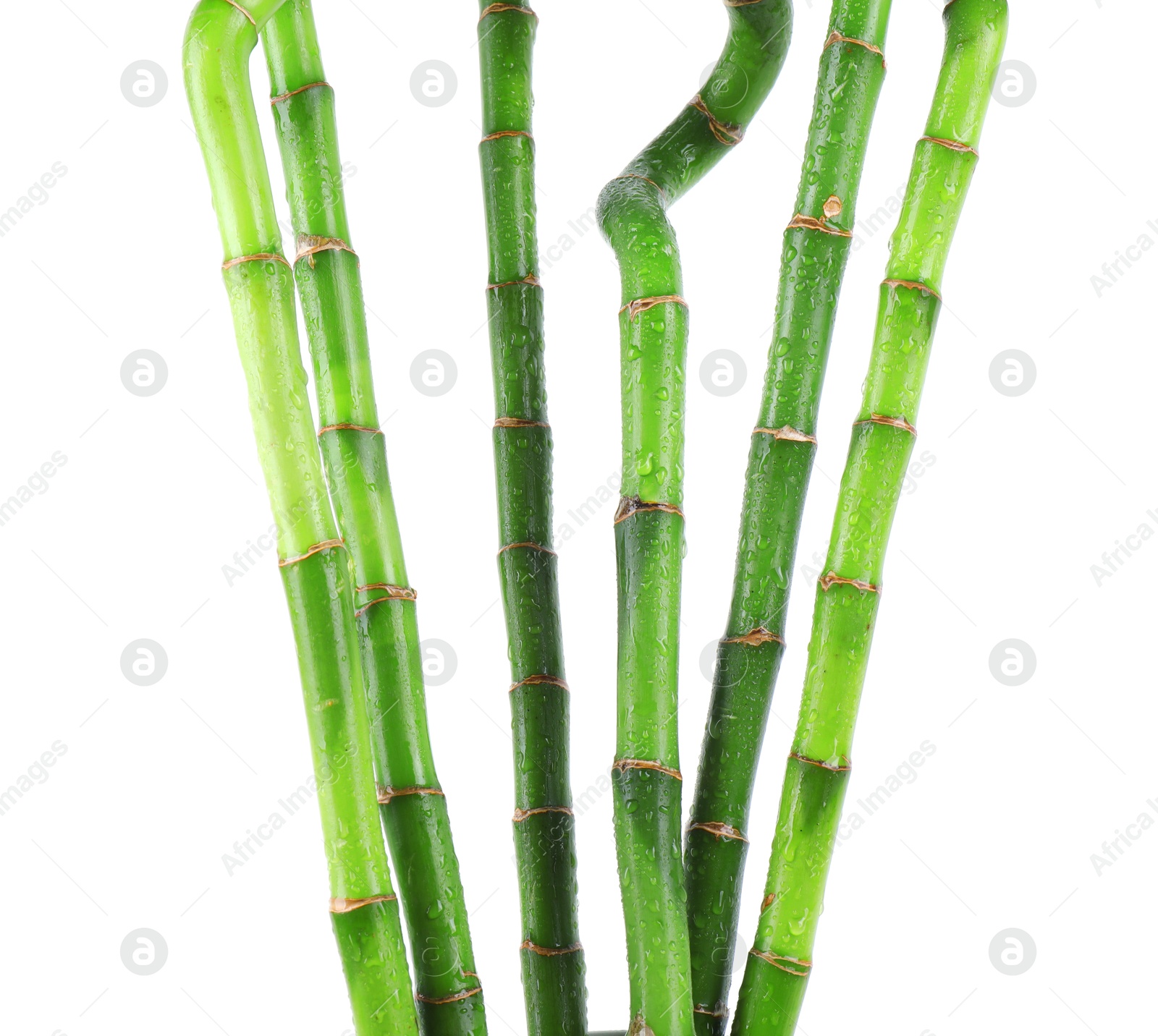 Photo of Stems of decorative bamboo plant isolated on white