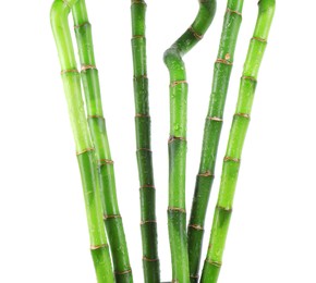 Photo of Stems of decorative bamboo plant isolated on white