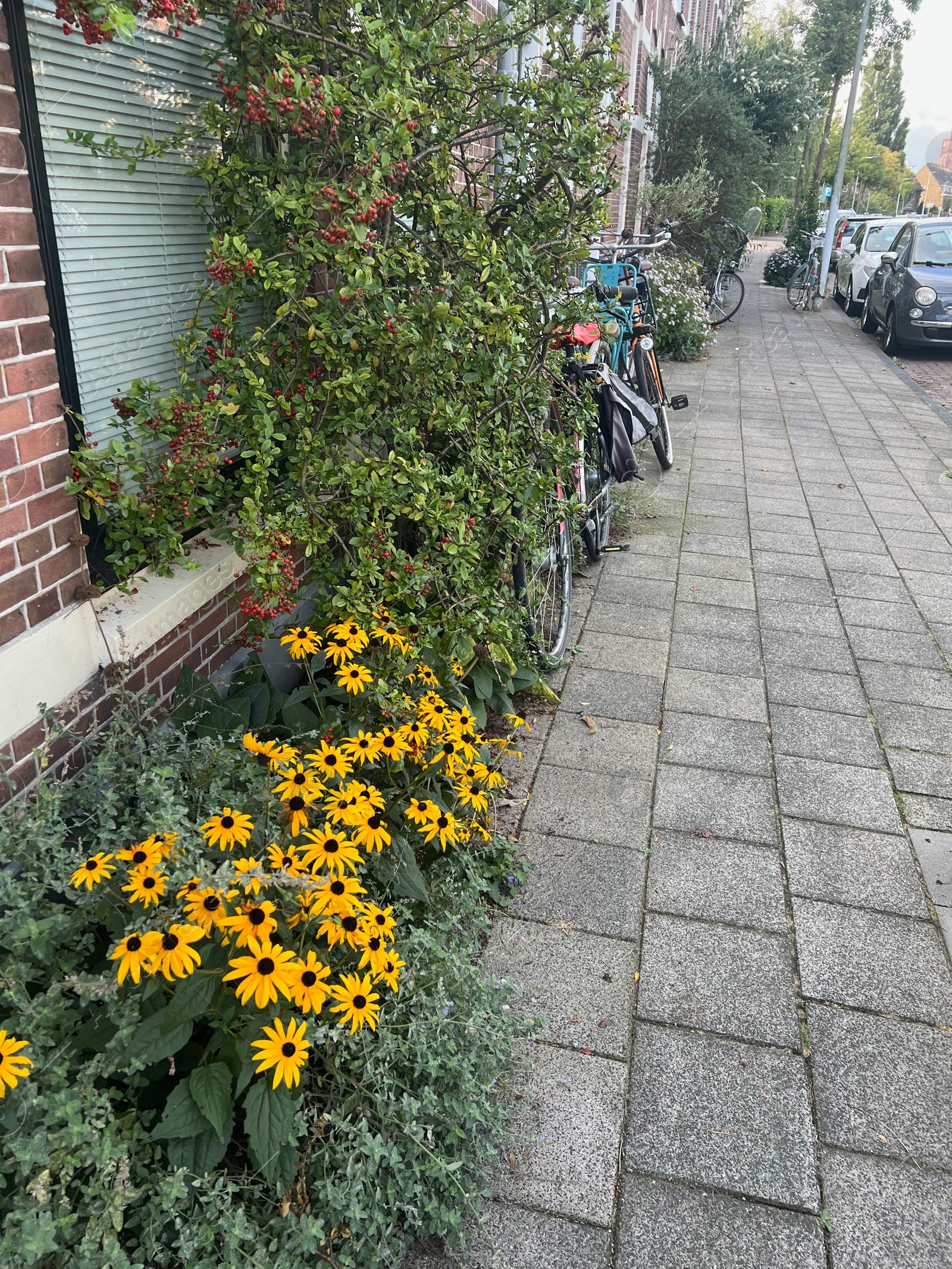 Photo of Beautiful orange rudbeckia flowers growing near building outdoors