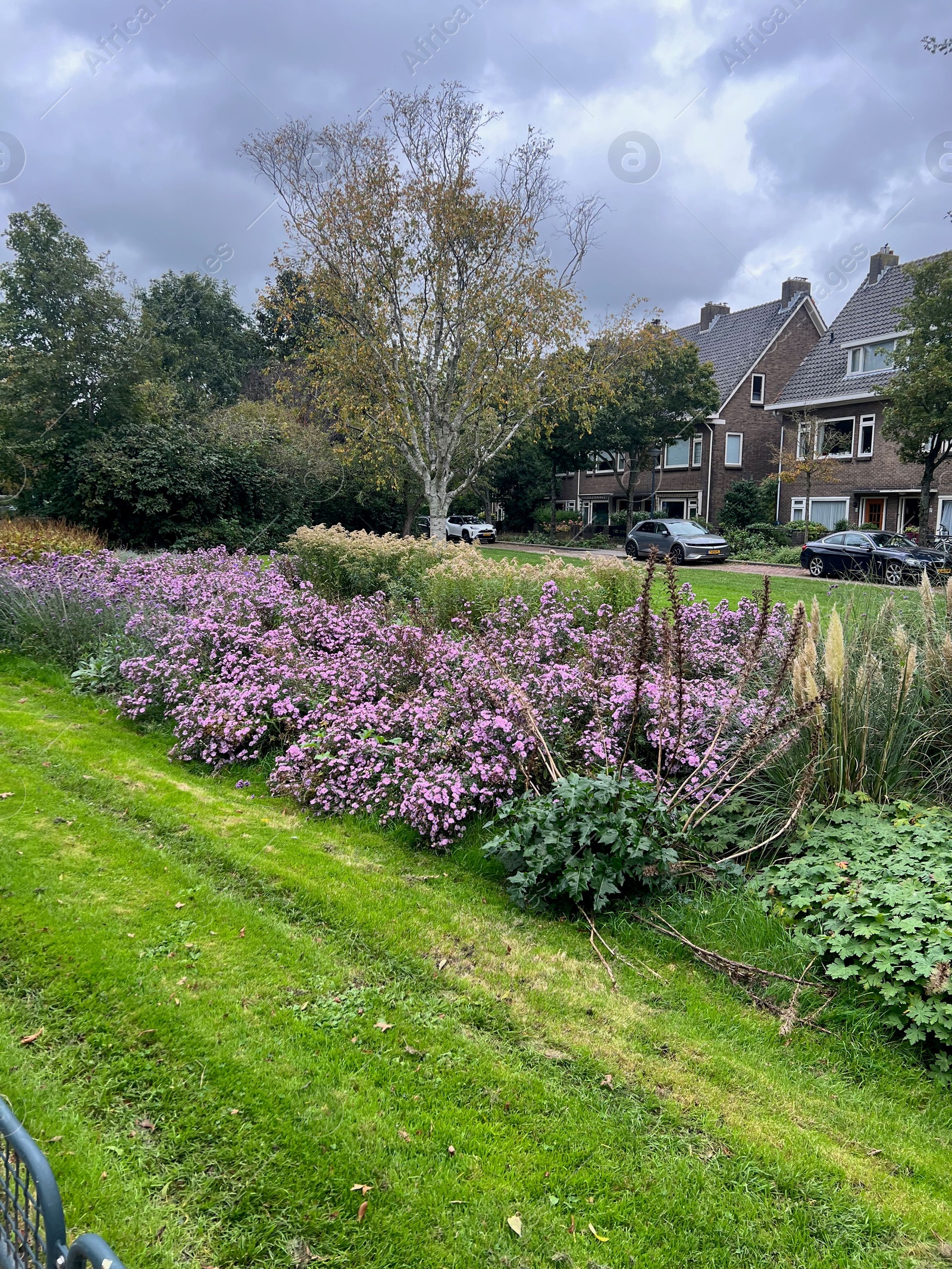 Photo of View of beautiful violet flowers, trees and buildings in city