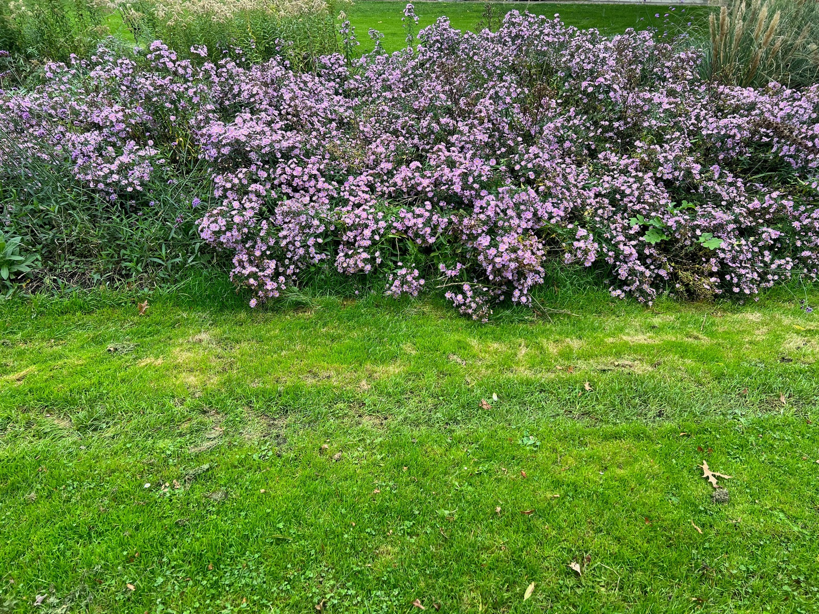 Photo of Beautiful violet flowers and green grass growing outdoors