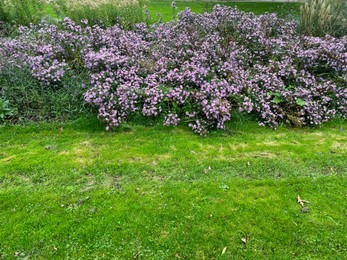 Photo of Beautiful violet flowers and green grass growing outdoors